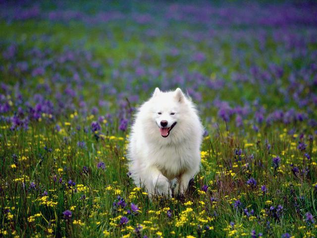 dog_266