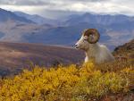 Animals_282
