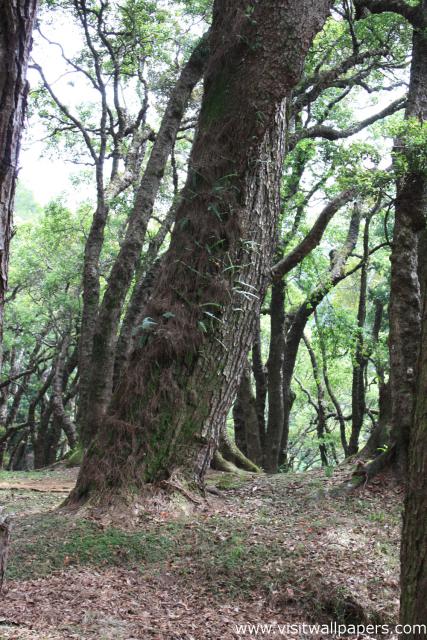 tree_114