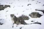 Snow_Leopard_21