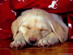 Puppy_Dreams