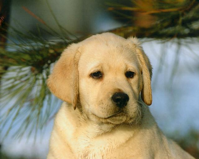 dog_137