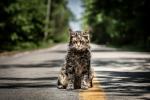 pet_sematary_04