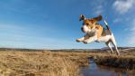 dog_509