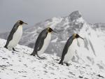 Animals_292