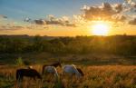 Sunset_733