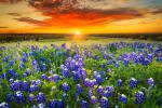Sunset_911