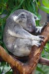 Koala_01