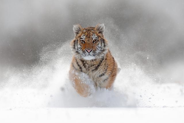 Tiger_149