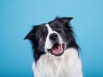 dog_525