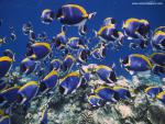 ocean-life-722