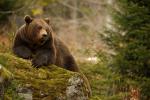 Animals_854