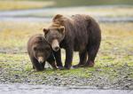 Animals_695