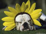 dog_481