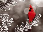 Birds_031
