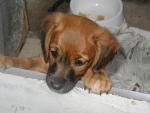 dog_361