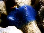 ocean-life-597