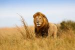 Lion_62