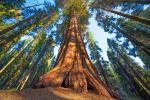 tree_321