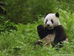 Animals_521