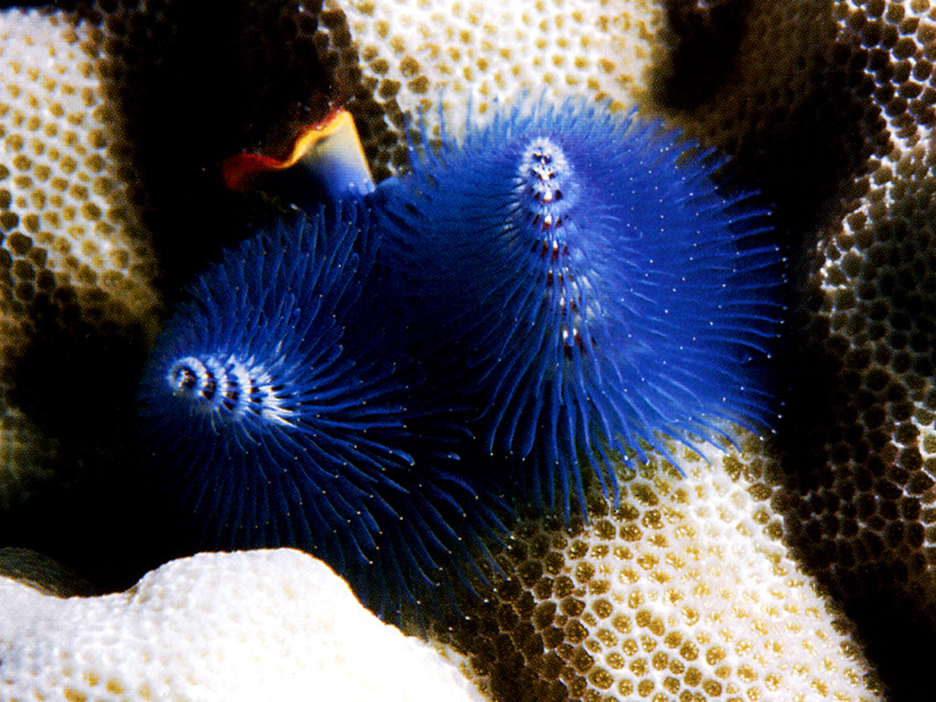 ocean-life-597