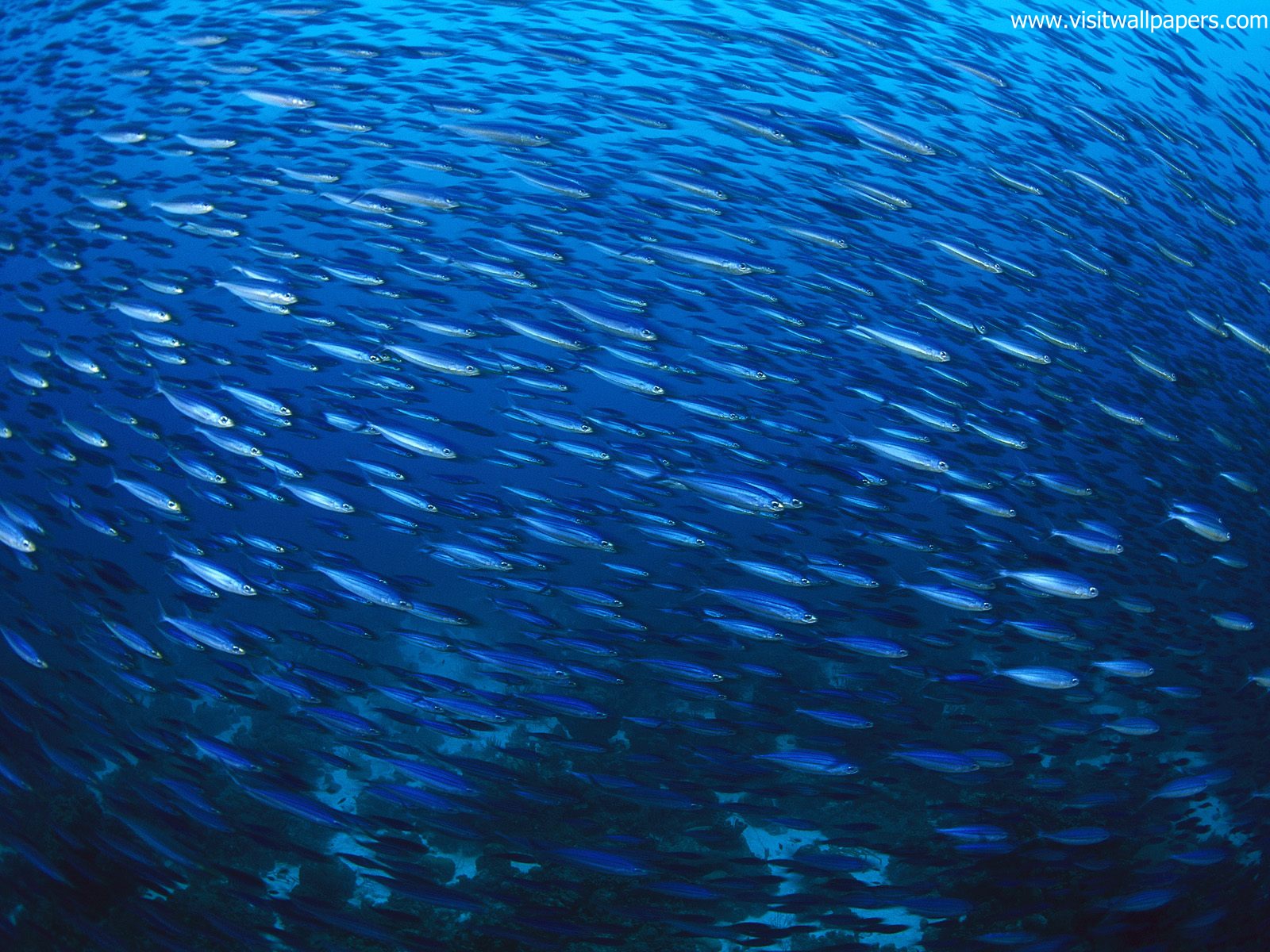 ocean-life-537