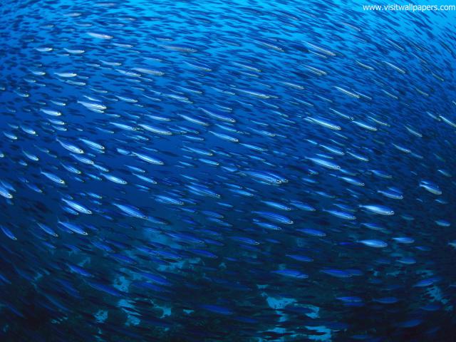 ocean-life-537