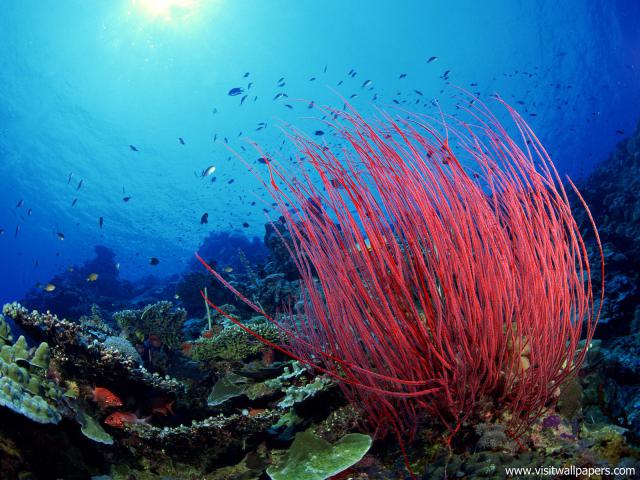ocean-life-539