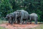 Animals_771