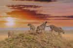 Sunrise_476