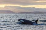 ocean-life-831