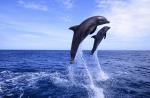 ocean-life-760