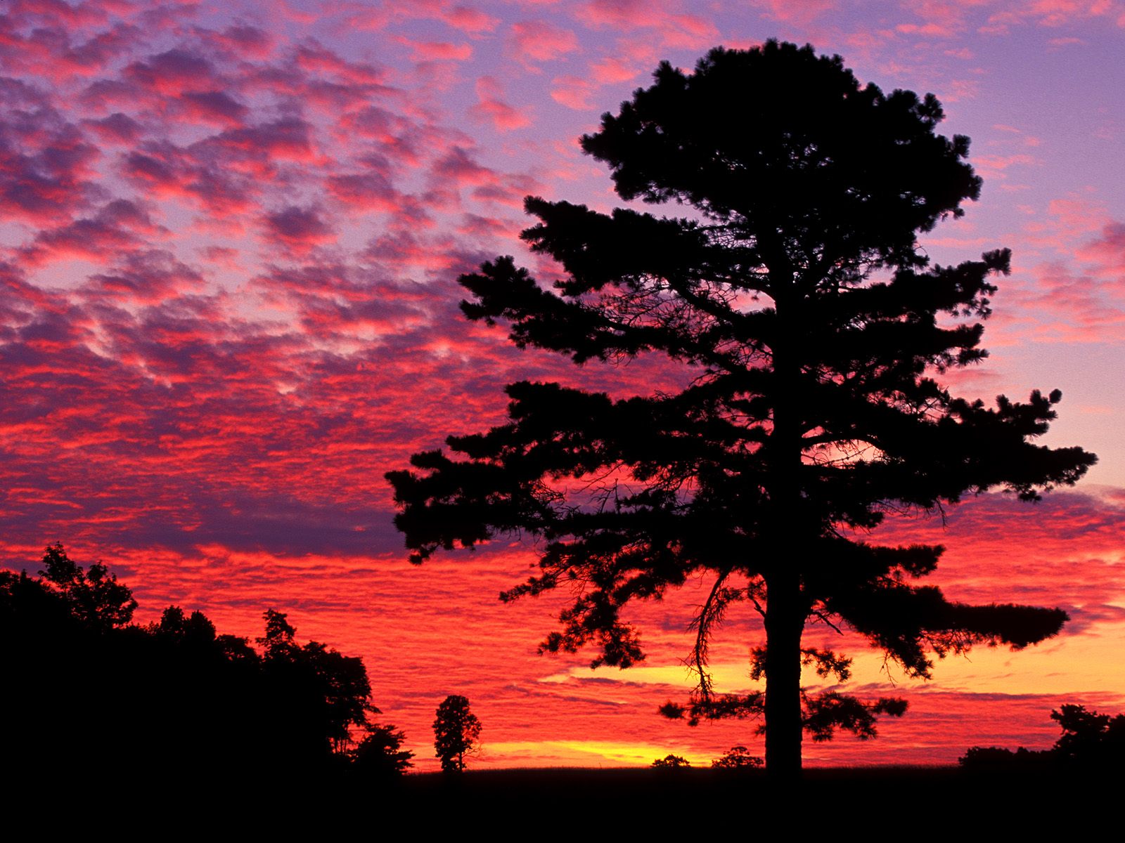 tree_073