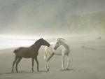 Animals_010