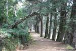 tree_125
