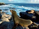 ocean-life-452