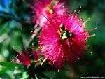 Flower_071