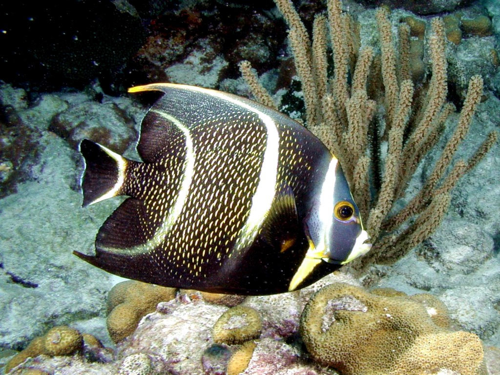 ocean-life-623