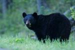 Animals_792