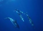 ocean-life-166