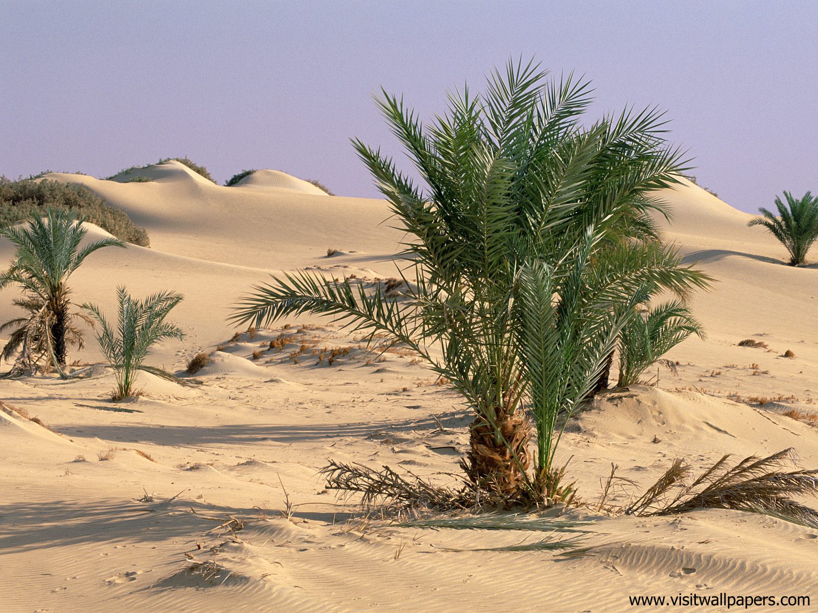 Desert_06