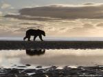 Animals_451