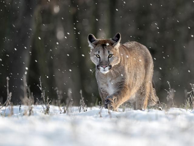 Cougar_12