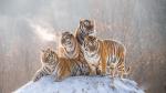 Tiger_163
