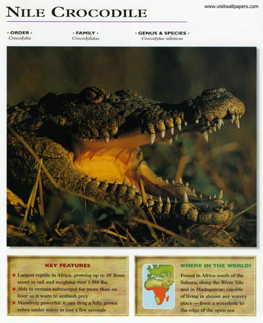 Animals_647