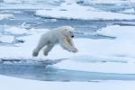 Animals_758