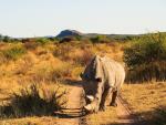 Animals_765
