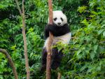 Animals_779