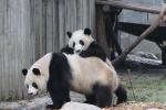 Animals_794