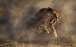 Animals_807